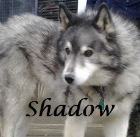 Shadow 2001-2015